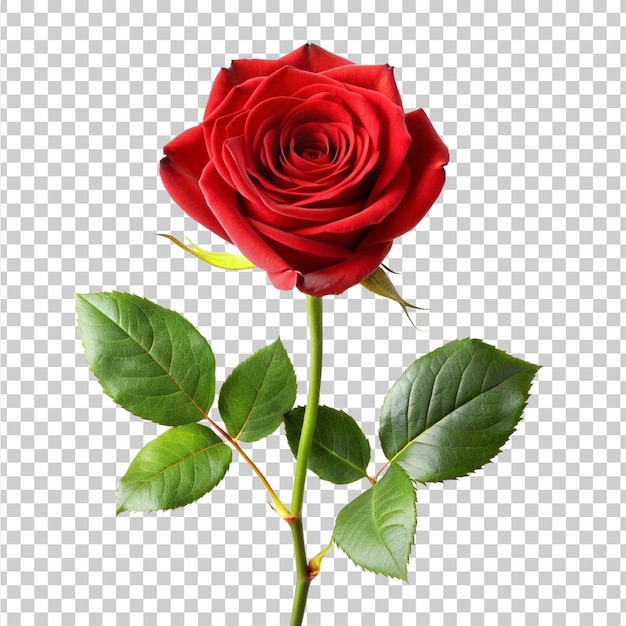 PSD a single red rose on a transparent background psd