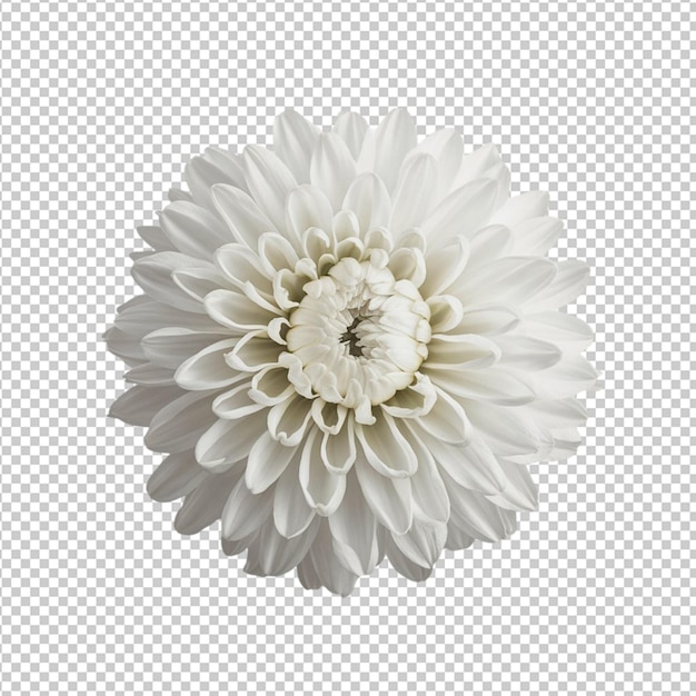 PSD single white chrysanthemum in full bloom isolated