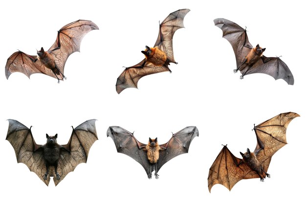 Six Bats in Various Poses with Spread Wings