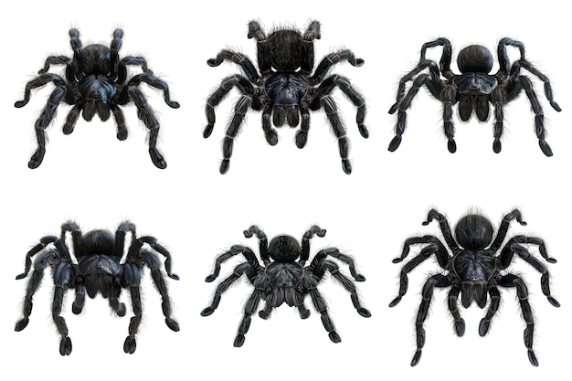 PSD six images of a black tarantula spider with multicolored backgrounds