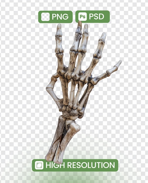 A skeleton hand is shown in a white background png