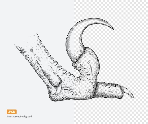 PSD sketched dinosaur claws