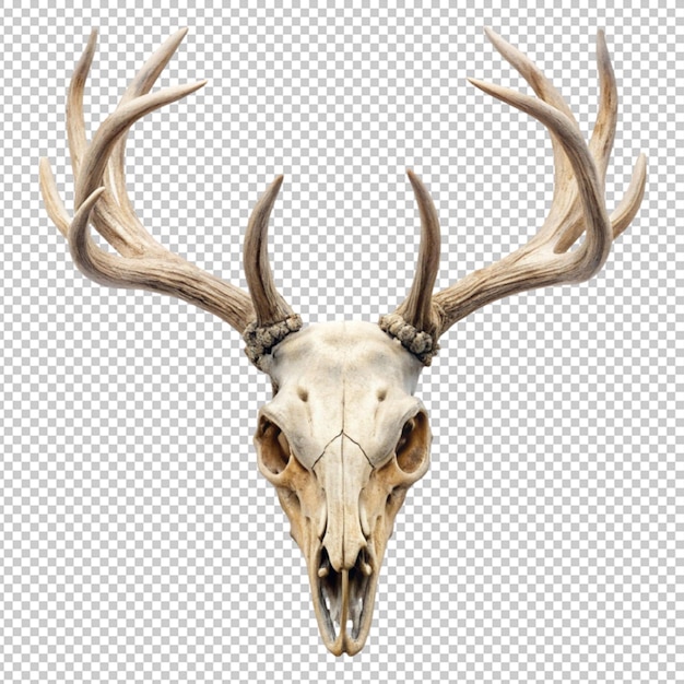 PSD skull deer