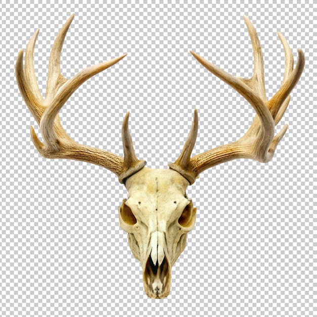 PSD skull deer