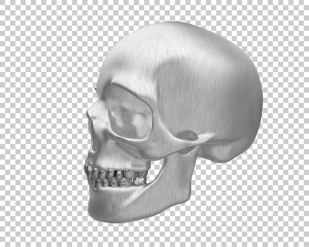 Skull isolated on background 3d rendering illustration