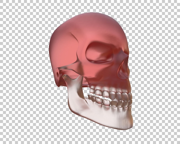 Skull isolated on background 3d rendering illustration