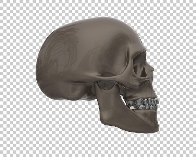 Skull isolated on background 3d rendering illustration