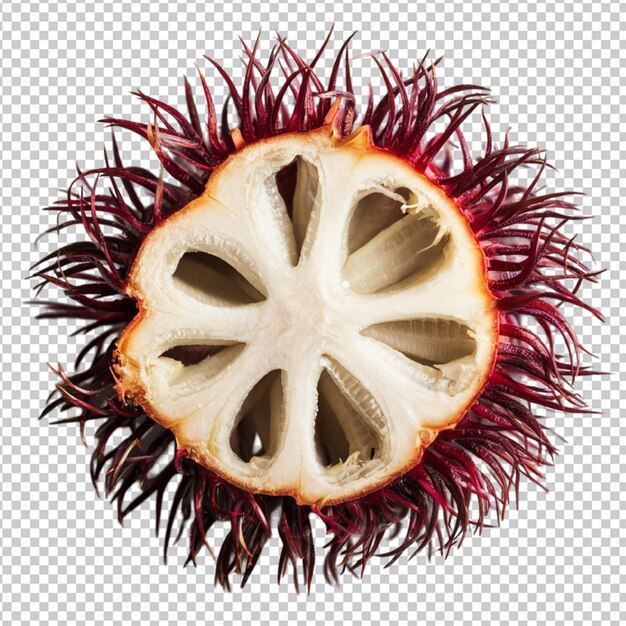 PSD sliced rambutan revealing the white juicy flesh isolated