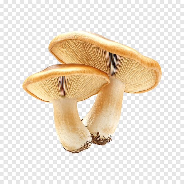 Slippery Jack Mushrooms isolated on a transparent background