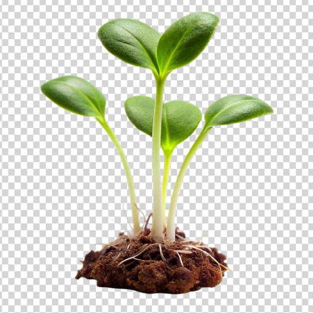 A small plant growing in the dirt on transparent background