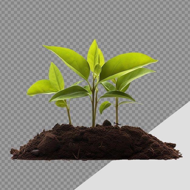 Small Plant in soil png isolated on transparent background