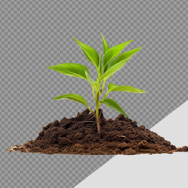 Small Plant in soil png isolated on transparent background