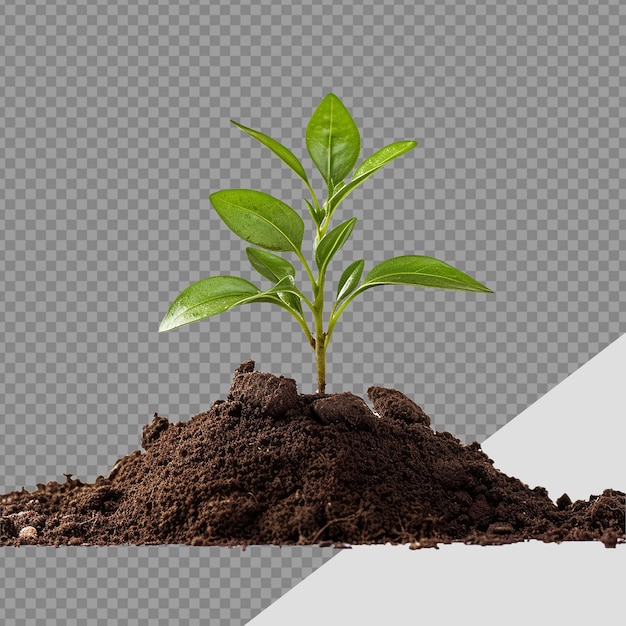 Small Plant in soil png isolated on transparent background