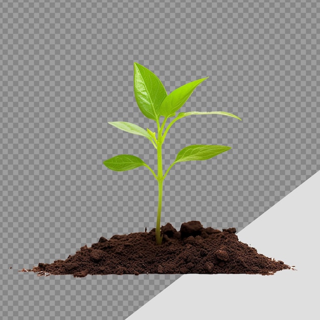 Small Plant in soil png isolated on transparent background