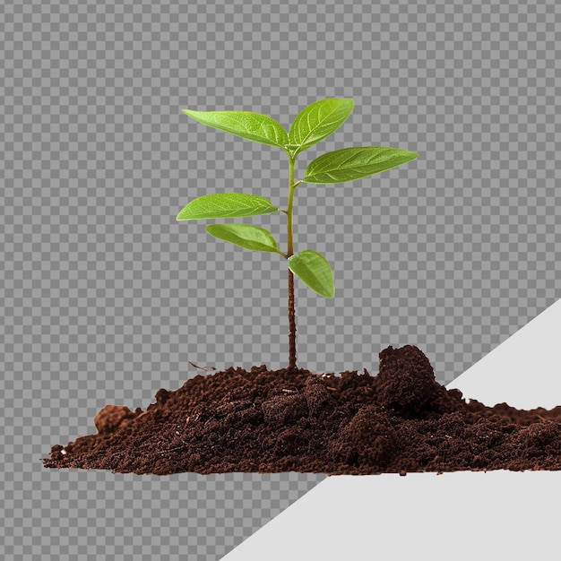 Small Plant in soil png isolated on transparent background