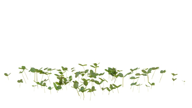 small plant transparent background