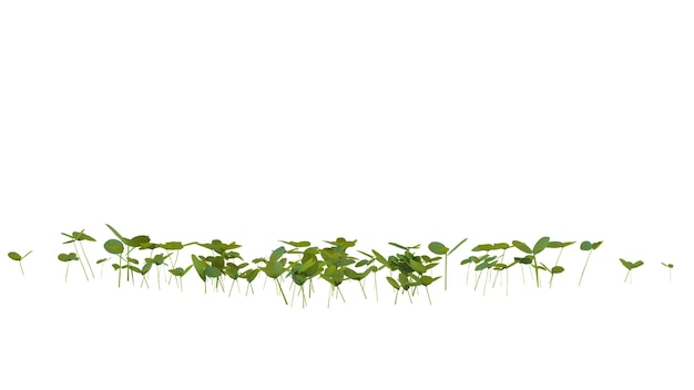 small plant transparent background