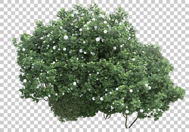 Small trees on transparent background 3d rendering illustration