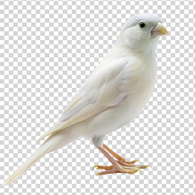 PSD a small white bird with yellow feathers on its chest standing on transparent background