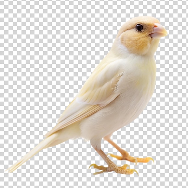 PSD a small white bird with yellow feathers on its chest standing on transparent background