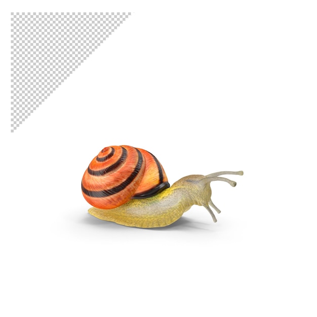 snail PNG