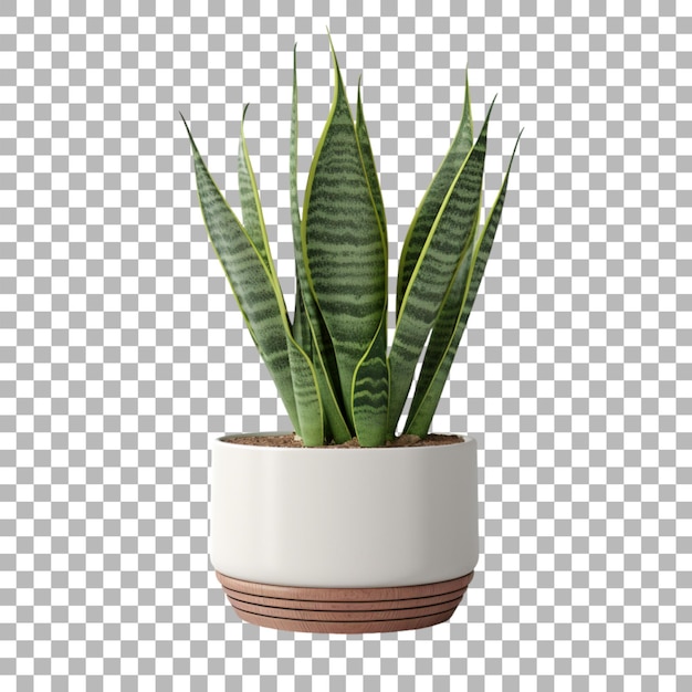 Snake plant in pot on transparent background