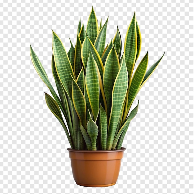 Snake Plant Sansevieria Trifasciata png isolated on transparent background