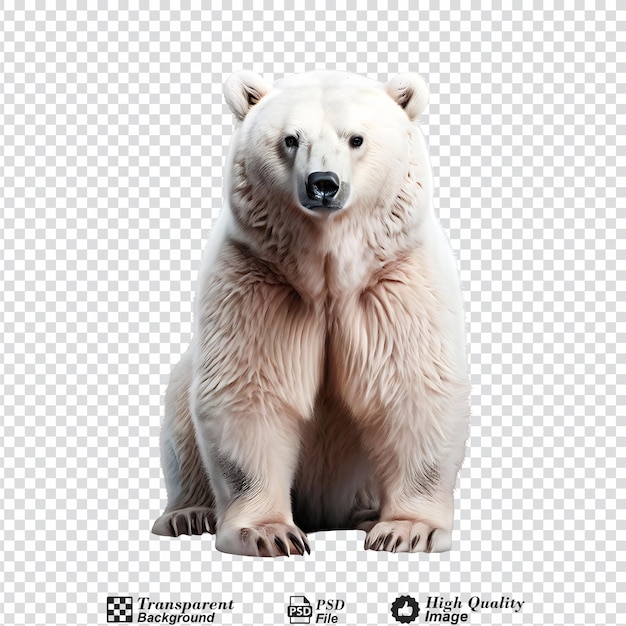 PSD snow bear isolated on transparent background