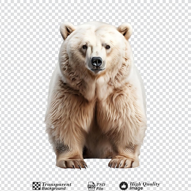 snow bear isolated on transparent background