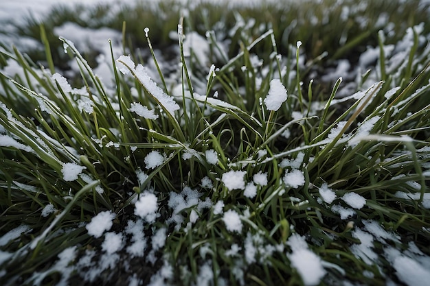 PSD snow covered grass emerges resilient and green