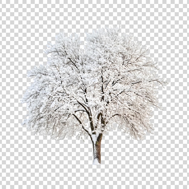 PSD a snow tree on a transparent background