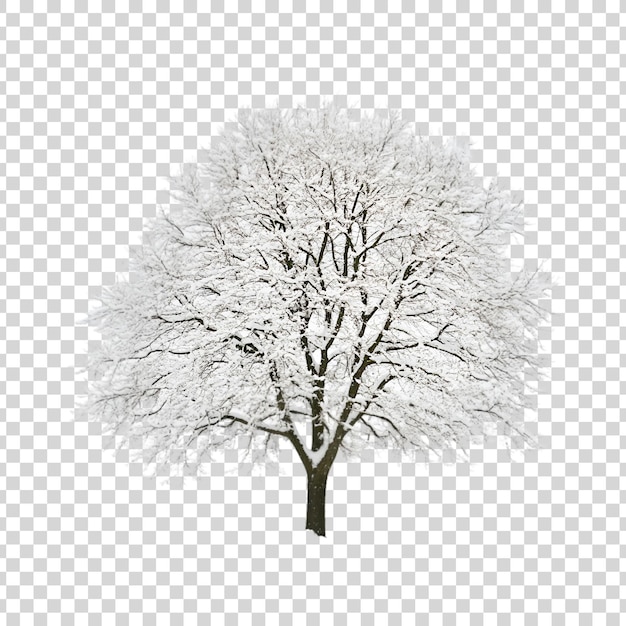 PSD a snow tree on a transparent background