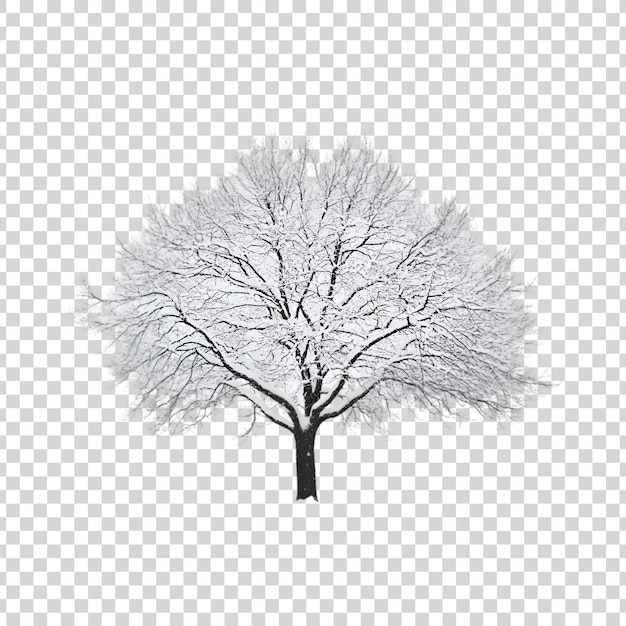 PSD a snow tree on a transparent background