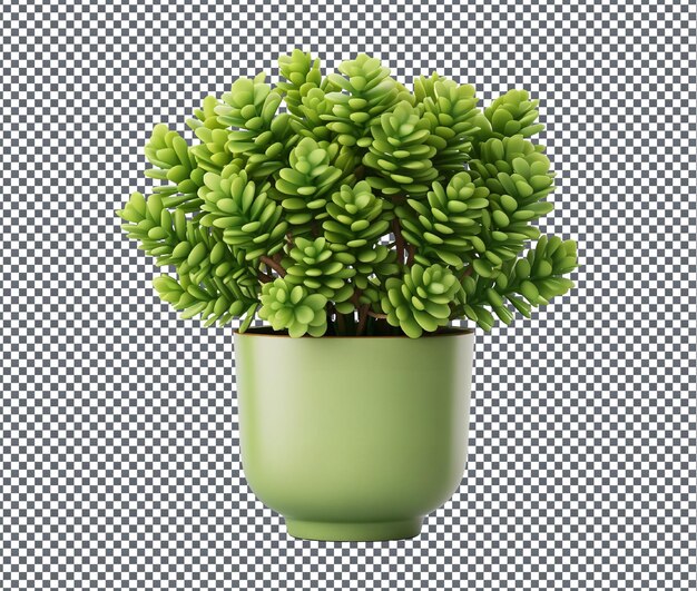 So beautiful Crassula plant isolated on transparent background