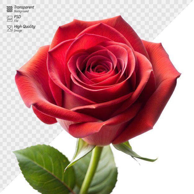 A solitary red rose with lush petals and green leaves