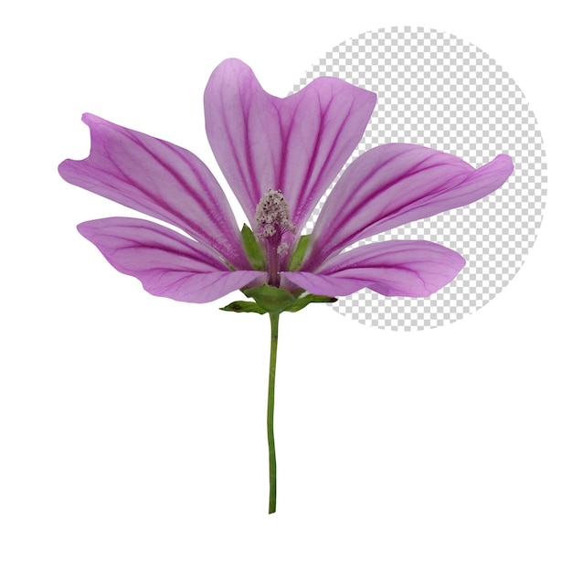 Solo pink flower on transparent background