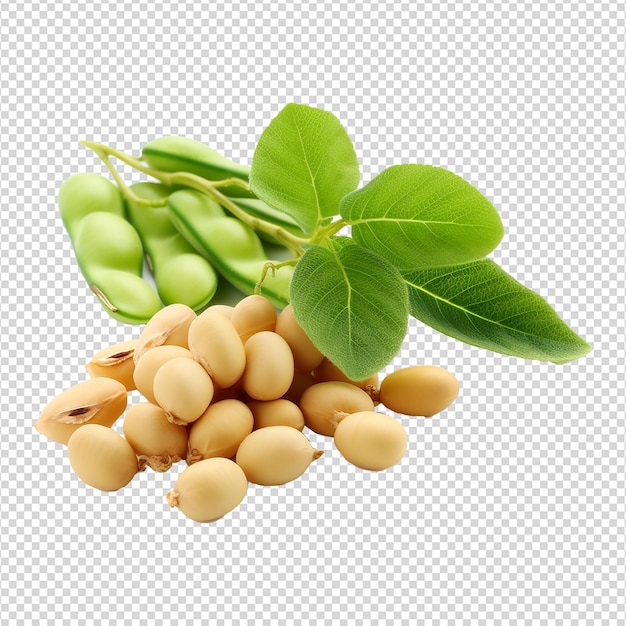 Soya beans isolated on transparent background