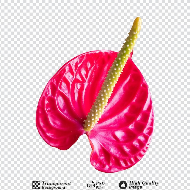 Spadix red anthurium flower isolated on transparent background