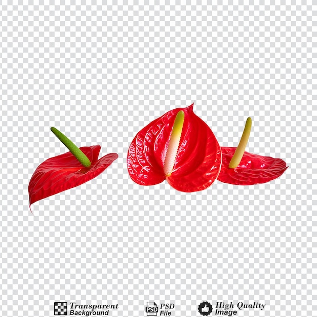 Spadix red anthurium flower isolated on transparent background