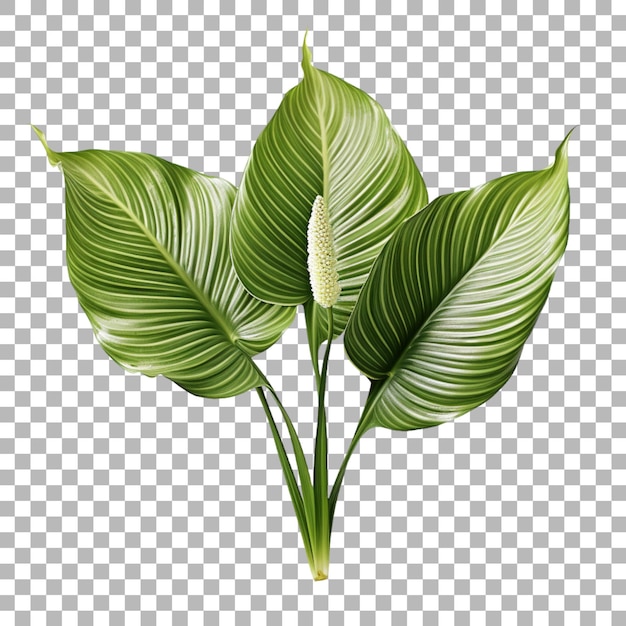 Spathiphyllum leaf peace lily on transparent background