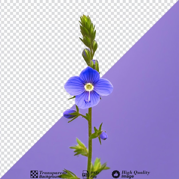 PSD speedwell flower isolated on transparent background