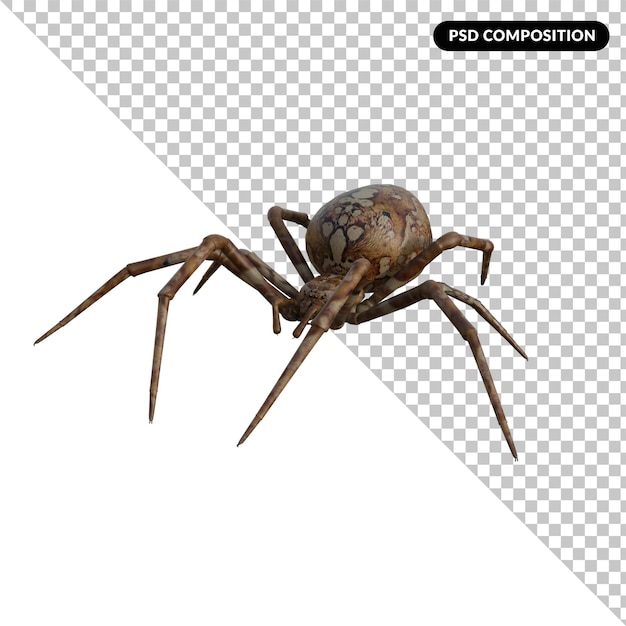 Spider isolated 3d rendering