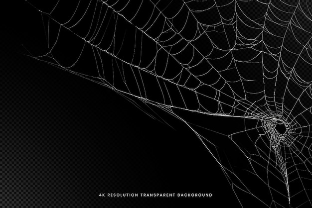 Spider Net on transparent background