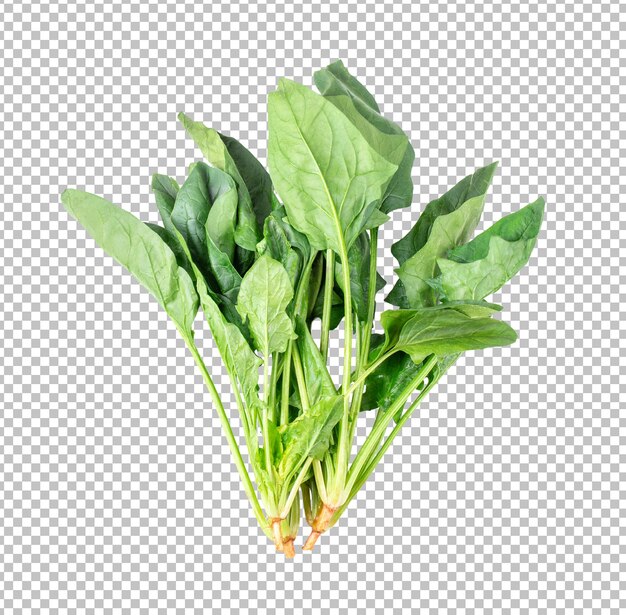 Spinach on alpha layer