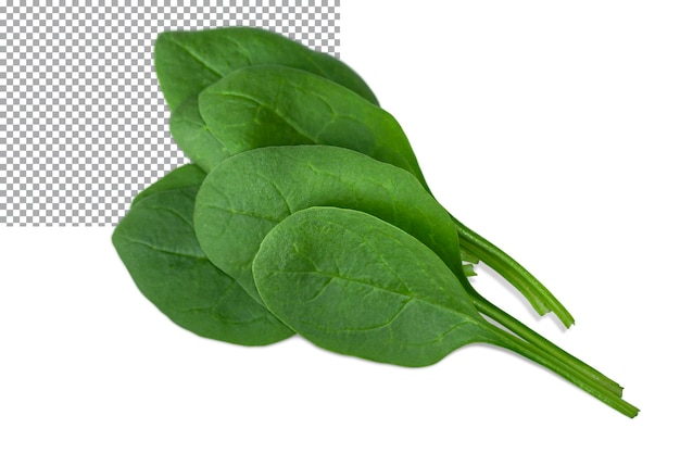 Spinach leaves isolated on transparent background