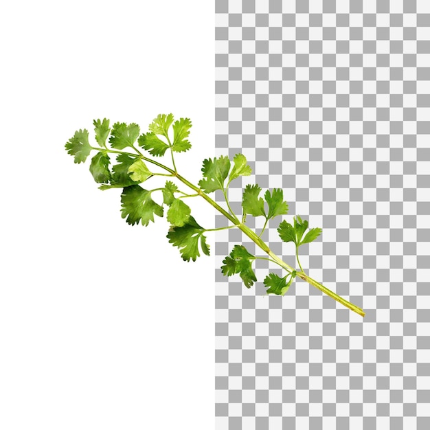 Sprig Of Dried Green Coriander Leaves Without Shadow Isolated Transparent Background