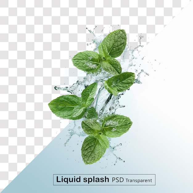 a sprig of mint leaves is shown on a transparent background