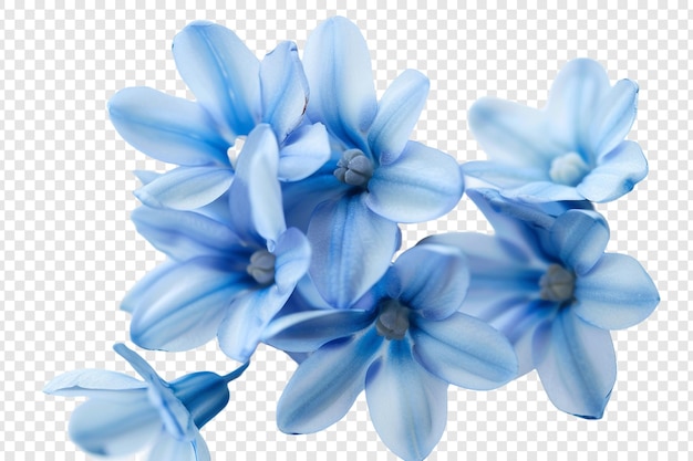 spring blue crocus flowers isolated on transparent background