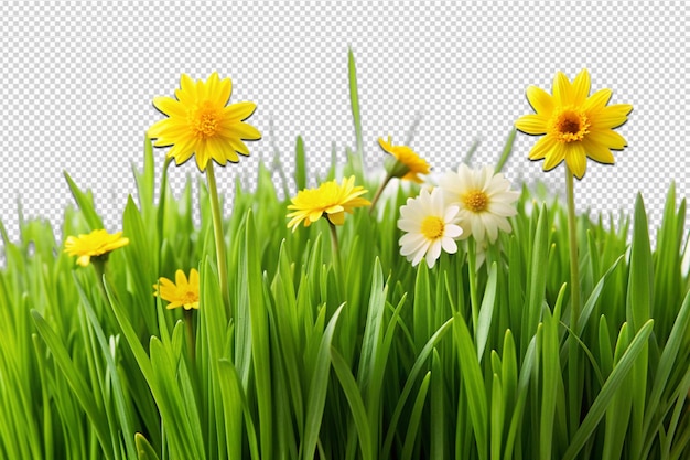 PSD spring green grass with yellow flowers png