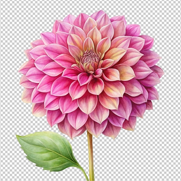 PSD spring pink dahlia flower isolated on transparent background